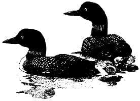 Loons with chicks