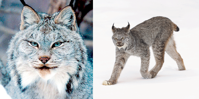 Le lynx du Canada - Le Trait d'Union