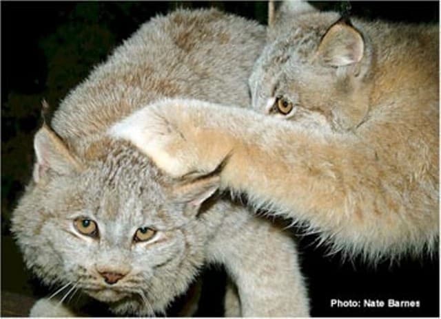 Canada Lynx
