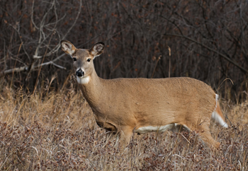 Maine Deer