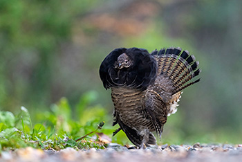 Male Ruffed Grouse