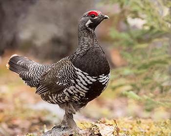 Male Spruce Grouse