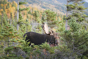 Moose