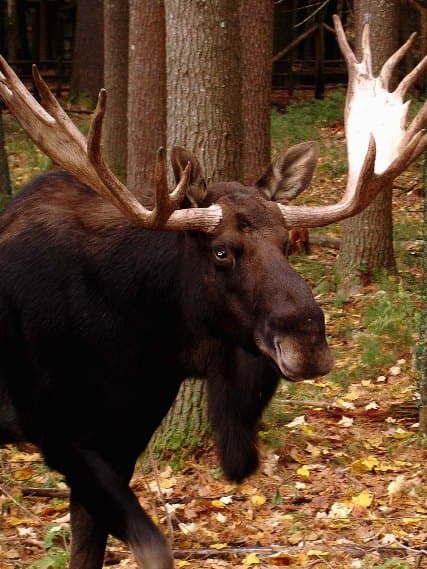 Moose: Wildlife: Maine Wildlife Park: Maine Dept of Inland Fisheries