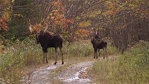 Moose in fall