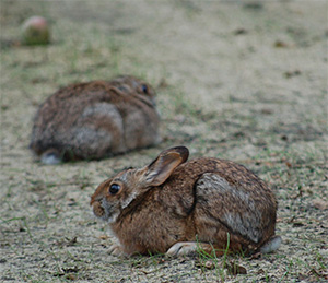 Two New England cottontails