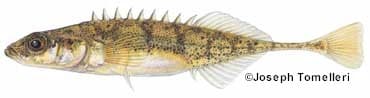 Nine Spine Stickleback