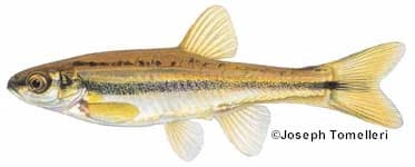 Northern Redbelly Dace (female)