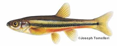 Norhtern Redbelly Dace (male)