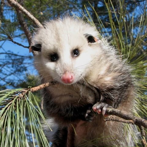 Opossum