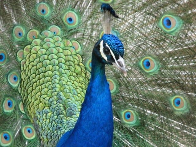 Peacock