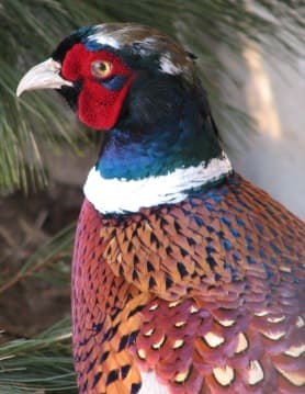 Ring-Neck Pheasant