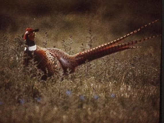 Ring-necked Pheasant