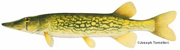 Pickerel