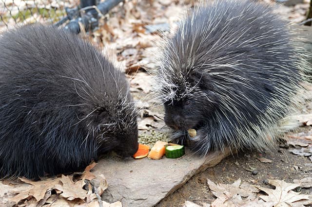 Porcupine
