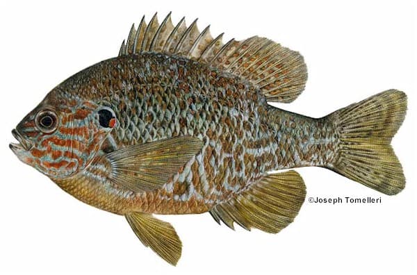 Pumpkinseed Sunfish