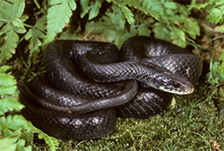 northern black racer