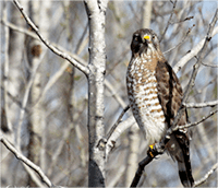 Raptors: Birds: Species Information: Wildlife: Fish & Wildlife: Maine Dept  of Inland Fisheries and Wildlife