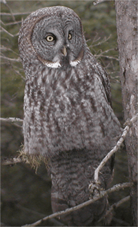 Raptors: Birds: Species Information: Wildlife: Fish & Wildlife: Maine Dept  of Inland Fisheries and Wildlife