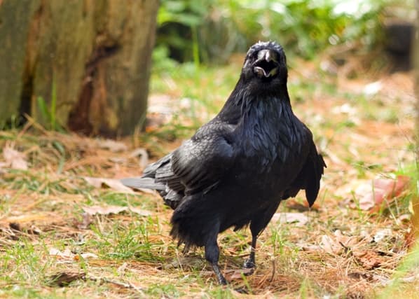 Raven Wildlife Maine Wildlife Park Maine Dept Of Inland Fisheries And Wildlife