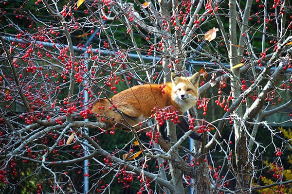 Red Fox in a tree