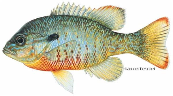 Red Breast Sunfish