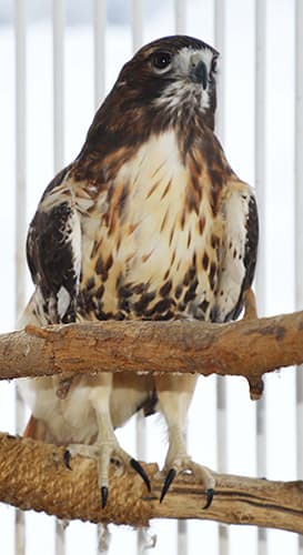 Red-tailed Hawk