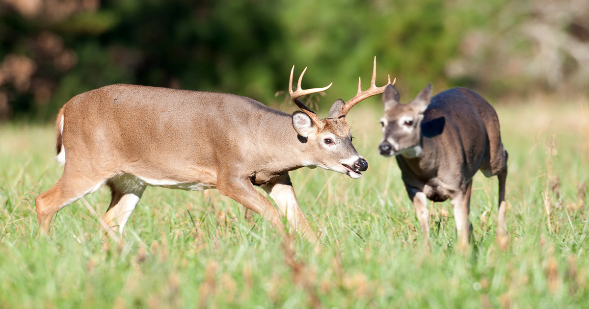 Deer rut 2025