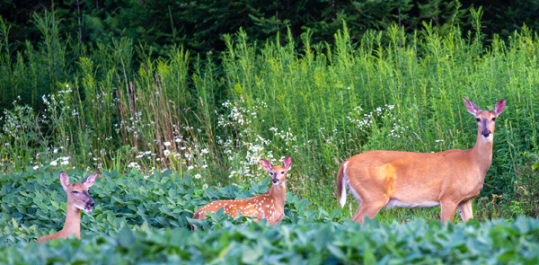 Evicting Animals From Buildings: How to Avoid or Resolve a Wildlife  Conflict: Living with Wildlife: Wildlife: Fish & Wildlife: Maine Dept of  Inland Fisheries and Wildlife