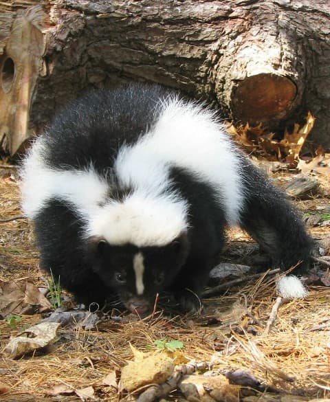 Skunk