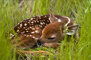 Sleeping fawn