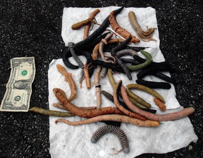 Soft Plastic Baits