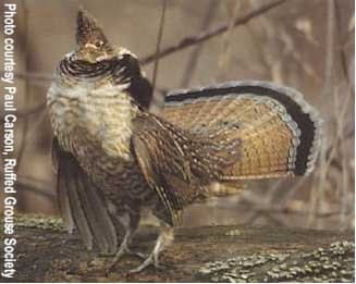 Male Ruffed Grouse