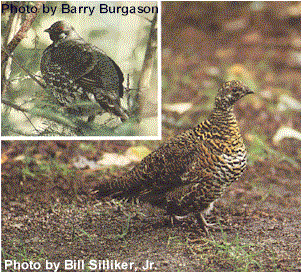 Spruce Grouse