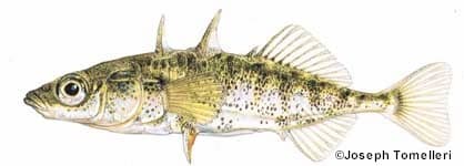 Spine Stickleback