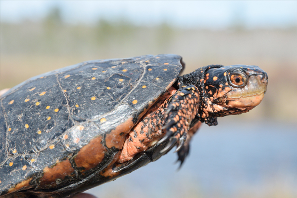 Spotted Turtle