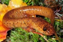 Spring Salamander