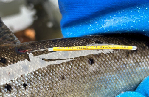 Tagged fish