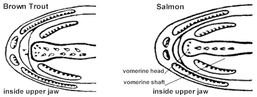 trout and salmon jaw