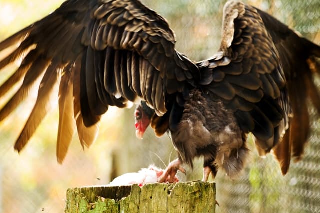 Turkey Vulture