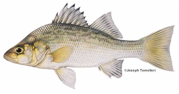 https://www.maine.gov/ifw/images/whiteperch.jpg