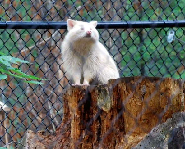 White Raccoon