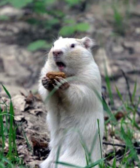 Woodchuck