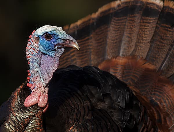 Wild Turkey