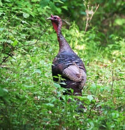 Wild Turkey