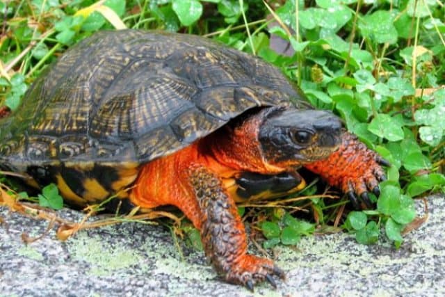 Wood Turtle