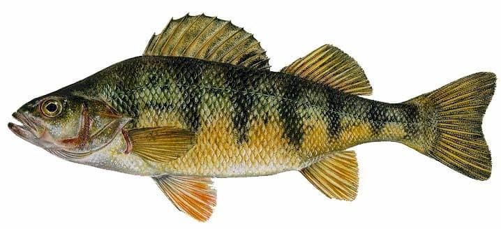 Yellow Perch