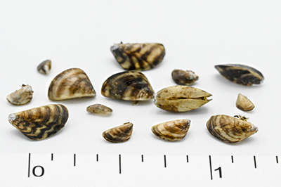Mussle Settling Plate