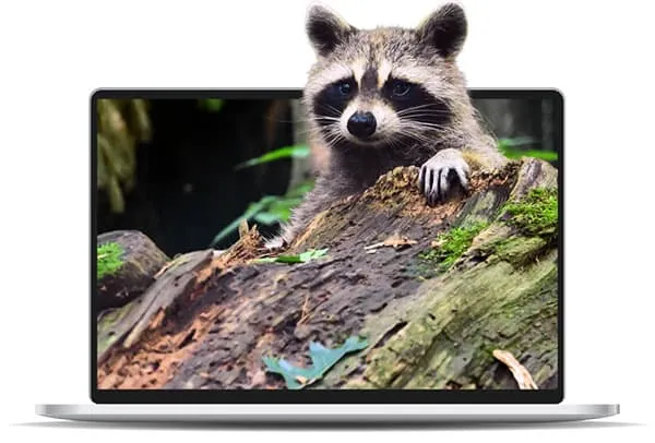 Raccoon peeking over a moss-covered log.