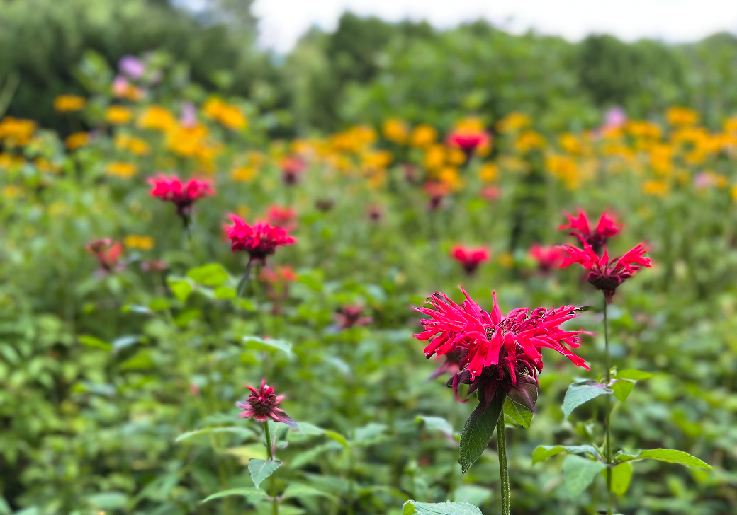 Bright red wildflowers in bloom in a meadow with yellow flowers and trees in the background.